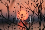 Profile of _lyza_